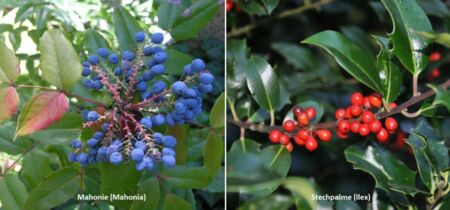 Vergleich der Beeren von Mahonie (Mahonia) und Stechpalme (Ilex)